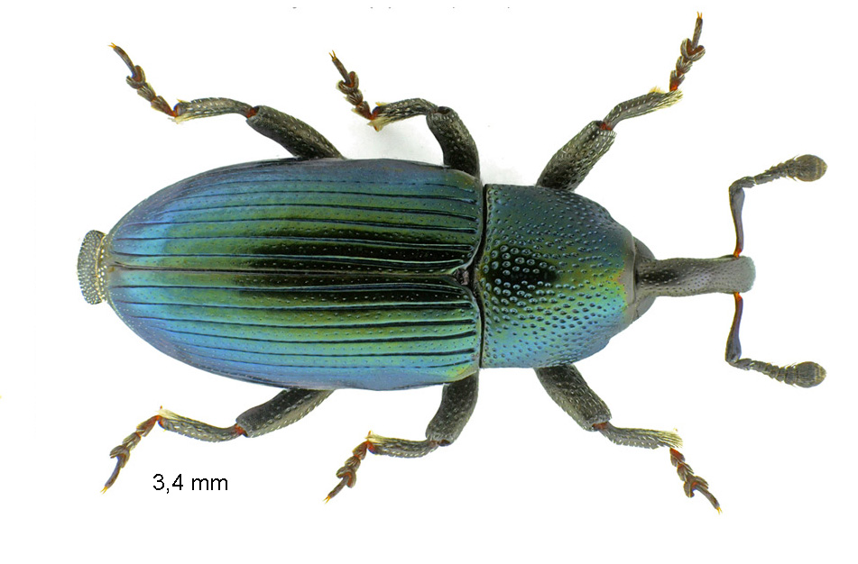 Aulacobaris coerulescens (Scopoli, 1763)